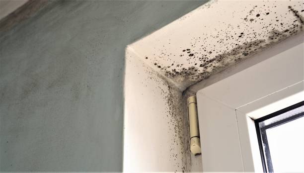Best Mold Remediation for Rental Properties  in West Melbourne, FL