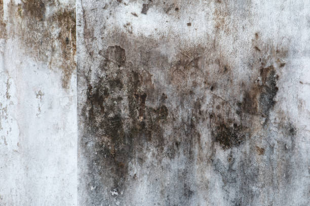 Best Commercial Mold Inspection  in West Melbourne, FL