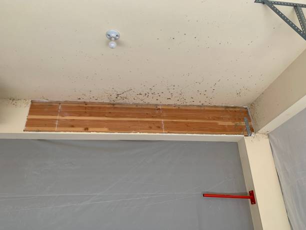 Best Forensic Mold Investigation  in West Melbourne, FL