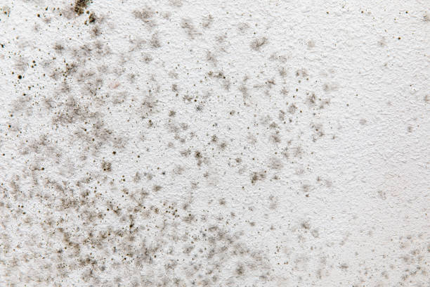 Best Indoor Air Quality Assessment  in West Melbourne, FL
