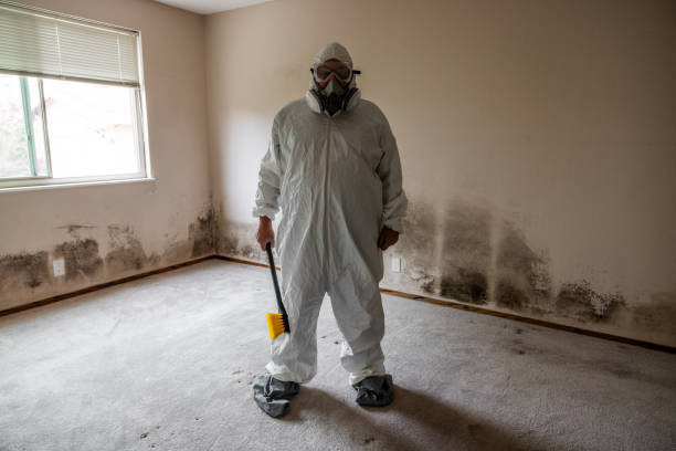 Professional Mold Removal in West Melbourne, FL